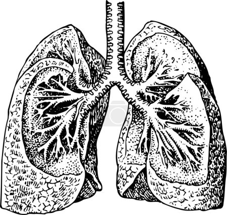 Téléchargez les illustrations : Illustration vectorielle moderne des poumons - en licence libre de droit