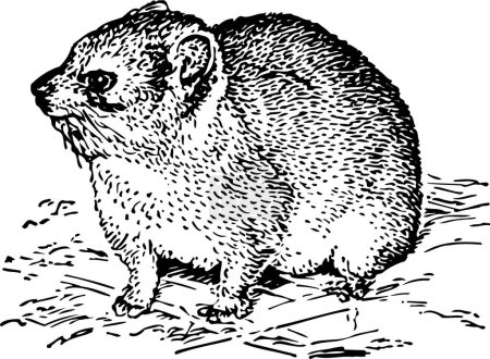 Illustration for Black and white vector illustration of Procavia capensis or rock hyrax isolated on white background - Royalty Free Image