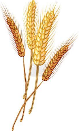 Téléchargez les illustrations : Oreilles de blé avec graines - en licence libre de droit