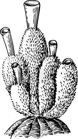 Illustration for Black and white vector illustration of sea sponge isolated on white background - Royalty Free Image