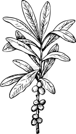 Ilustración de Blanco y negro bellas obras de arte de plantas, flora, naturaleza. ilustración vectorial - Imagen libre de derechos