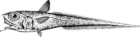 Illustration for Vector illustration of fish on a white background, black and white - Royalty Free Image
