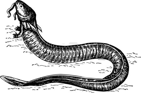 Illustration for Black and white illustration of a snake - Royalty Free Image