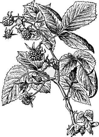 Téléchargez les illustrations : Dessin noir et blanc d'une branche de baies - en licence libre de droit