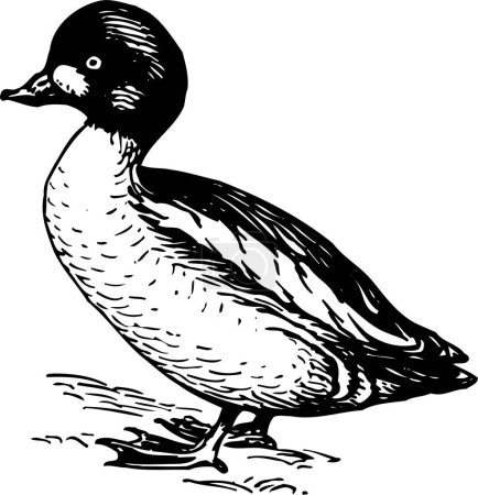 Illustration for Duck on the white background - Royalty Free Image