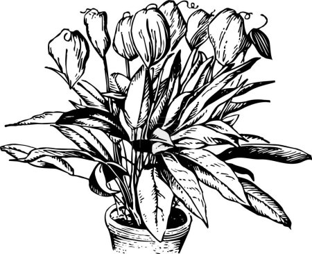Illustration for Hand drawn sketch of flower in pot, vector illustration - Royalty Free Image