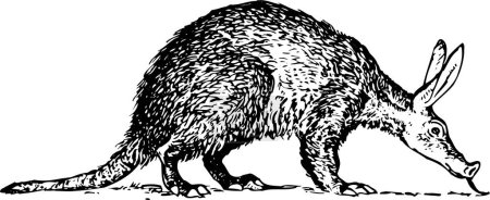 Ilustración de Ilustración vectorial en blanco y negro de Aardvark (Orycteropus) aislado sobre fondo blanco - Imagen libre de derechos