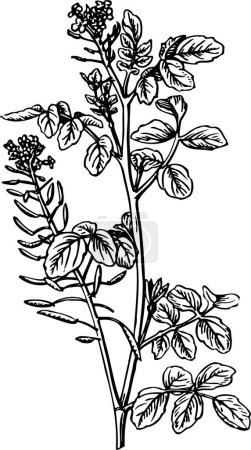 Téléchargez les illustrations : Dessin vectoriel noir et blanc de la plante - en licence libre de droit