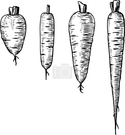Illustration for Vector set of carrot roots - Royalty Free Image
