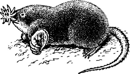 Illustration for Black and white vector illustration of star-nosed mole isolated on white background - Royalty Free Image