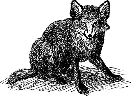 Illustration for Fox, vintage engraved illustration - Royalty Free Image