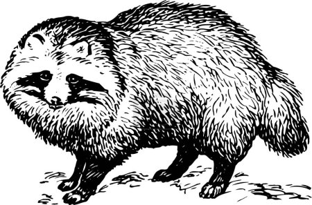 Ilustración de Ilustración vectorial en blanco y negro del perro mapache (Nyctereutes procyonoides aislados sobre fondo blanco - Imagen libre de derechos