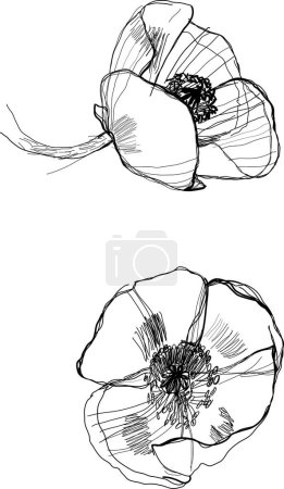 Illustration for Black and white poppy flowers on the white background - Royalty Free Image