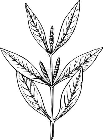 Téléchargez les illustrations : Feuilles conception de la plante, illustration vectorielle - en licence libre de droit