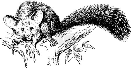 Ilustración de Ilustración vectorial en blanco y negro de aye-aye (Daubentonia madagascariensis) aislada sobre fondo blanco - Imagen libre de derechos