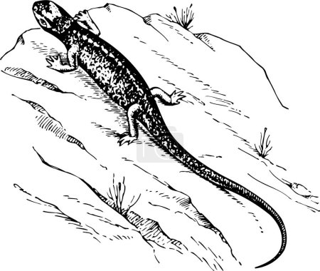 Illustration for Vector illustration of lizard - Royalty Free Image