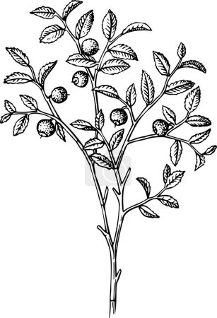 Téléchargez les illustrations : Illustration vectorielle de baies et de branches sur fond blanc - en licence libre de droit