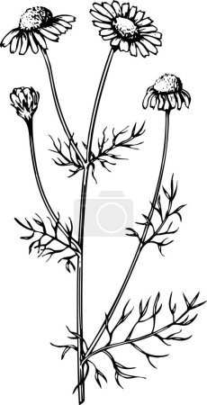 Illustration for Hand drawing of flowers and plants - Royalty Free Image