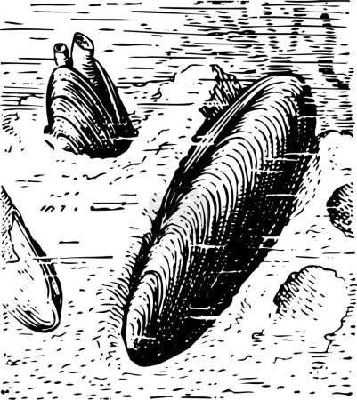 Illustration for Illustration with the black and white image of a mussels - Royalty Free Image