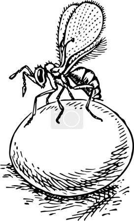 Ilustración de Vector de la mosca sobre el fondo blanco - Imagen libre de derechos
