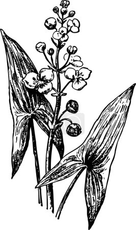 Téléchargez les illustrations : Illustration en noir et blanc de la plante avec des fleurs - en licence libre de droit