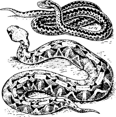 Ilustración de Imagen vectorial de serpientes sobre fondo blanco - Imagen libre de derechos