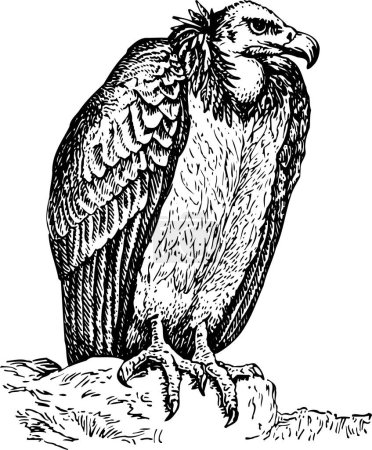 Téléchargez les illustrations : Illustration vectorielle du vautour à plumes - en licence libre de droit
