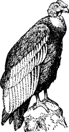 Illustration for Black and white illustration of an eagle - Royalty Free Image