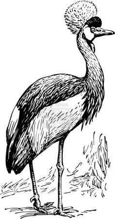 Illustration for Black and white illustration of a black and white pelican - Royalty Free Image