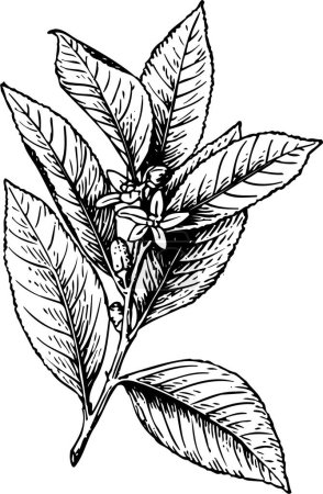 Ilustración de Ilustración vectorial en blanco y negro de hermosa planta con hojas - Imagen libre de derechos