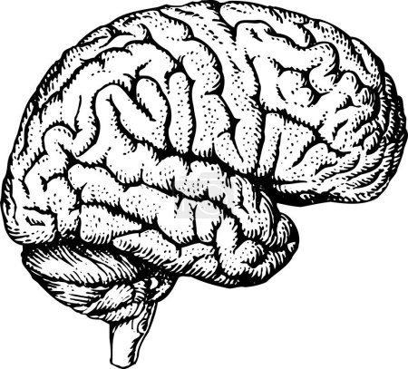 Illustration for Human brain on white background. - Royalty Free Image
