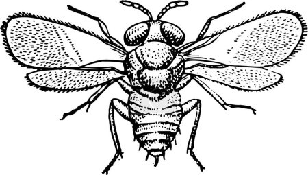 Téléchargez les illustrations : Illustration gravée sur bois d'une mouche - en licence libre de droit