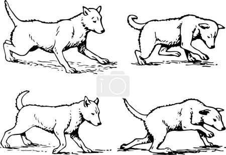 Illustration for Set of different poses of dog. vector illustration - Royalty Free Image