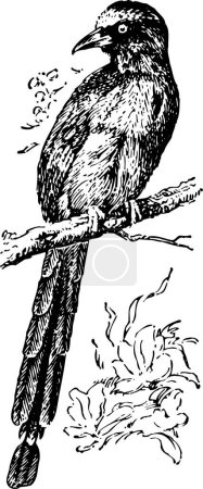 Téléchargez les illustrations : Illustration vectorielle en noir et blanc d'un oiseau - en licence libre de droit