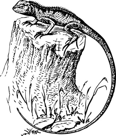Illustration for Lizard in a black and white ink - Royalty Free Image