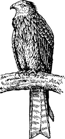 Ilustración de Águila sobre fondo blanco - Imagen libre de derechos