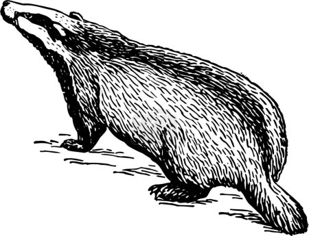 Illustration for A vector image of a black and white illustration of a beaver. - Royalty Free Image
