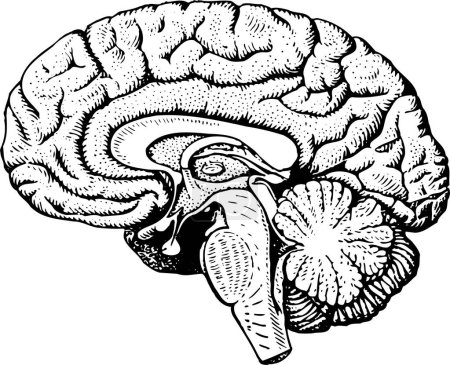 Ilustración de Cerebro, vector de cabeza humana - Imagen libre de derechos
