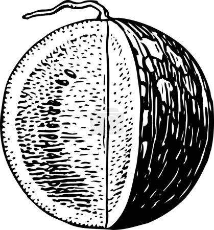 Téléchargez les illustrations : Couper une illustration de melon. - en licence libre de droit