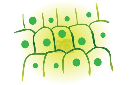 Téléchargez les illustrations : Illustration vectorielle de cellules végétales de feuille de photosynthèse - en licence libre de droit
