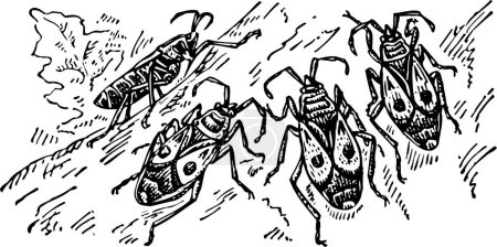 Téléchargez les illustrations : Illustration vectorielle en noir et blanc de la punaise de feu européenne Insectes isolés sur fond blanc - en licence libre de droit