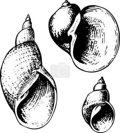 Ilustración de Mano dibujado vector conjunto de conchas marinas - Imagen libre de derechos