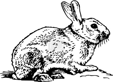Illustration for Vector sketch of a rabbit - Royalty Free Image