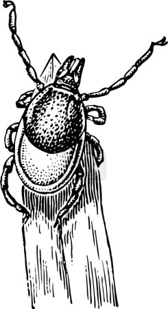 Illustration for Black and white image of a beetle - Royalty Free Image