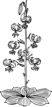 Illustration for Black and white beautiful artwork of plants, flora, nature. vector illustration - Royalty Free Image