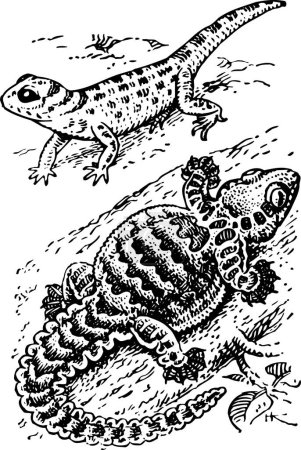 Ilustración de Ilustración en blanco y negro de un lagarto - Imagen libre de derechos