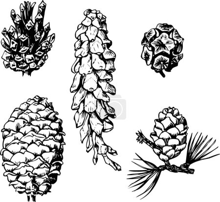 Téléchargez les illustrations : Ensemble de cônes de pin isolés sur fond blanc - en licence libre de droit