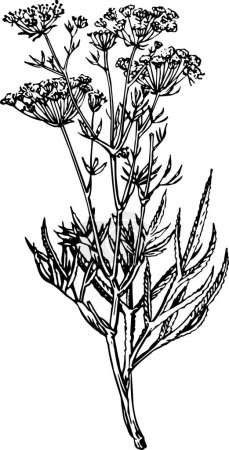 Téléchargez les illustrations : Croquis noir et blanc de fleurs sur fond blanc - en licence libre de droit