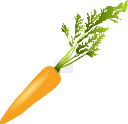 Téléchargez les illustrations : Légume carotte aux feuilles vertes - en licence libre de droit