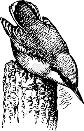 Illustration for Black and white vector illustration of a bird - Royalty Free Image